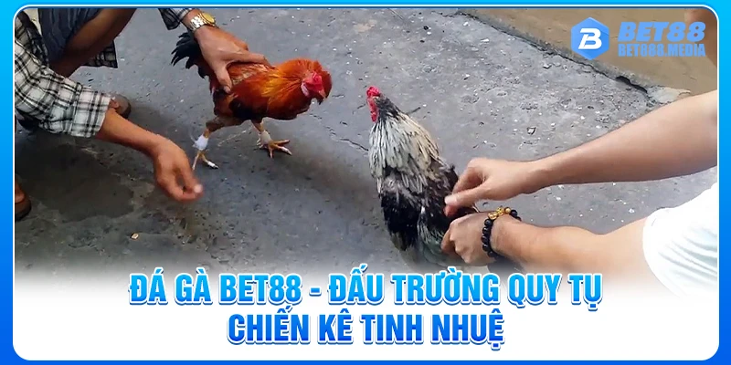 Đá Gà Bet88 - Đấu Trường Quy Tụ Chiến Kê Tinh Nhuệ