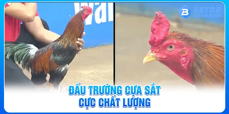 Đấu trường cựa sắt cực chất lượng